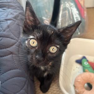 26-252 Shakira, kitten, available for adoption