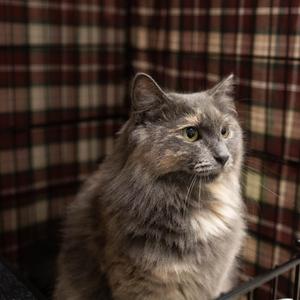 26-182 Ophelia, adult, available for adoption