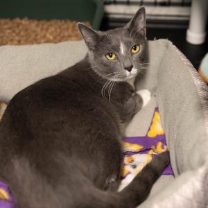 26-249 Doja, adult, available for adoption