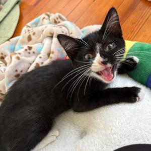 26-140 Magnolia, kitten, available for adoption