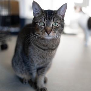 20-237 Basil, adult, available for adoption