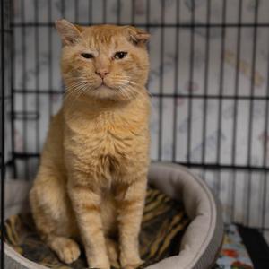 26-229 Biscuit, senior, available for adoption