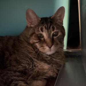 26-101 Maxamewlin, senior, available for adoption