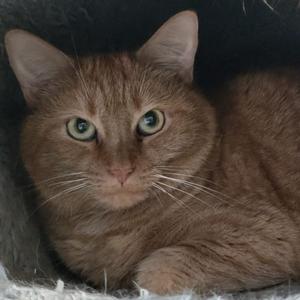 an orange cat