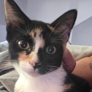 26-251 Beyonce, kitten, available for adoption
