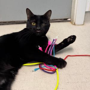 25-265 Alfie, adult, available for adoption