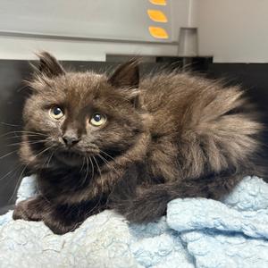 26-197 Coachella, kitten, available for adoption