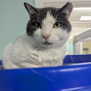 a cat