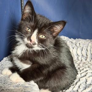 26-190 Jolly Roger, kitten, available for adoption