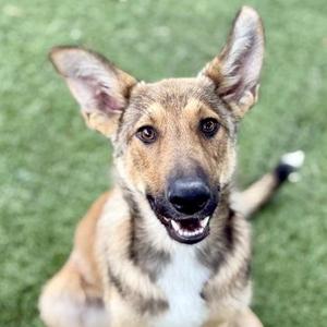 A close-up of a dog with large ears and a friendly expression, sitting on green grass.