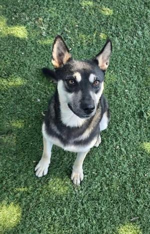 A medium-sized dog with black, white, and tan fur standing on a patch of green grass.