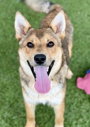 Murray, Shepherd / Australian Cattle Dog / Blue Heeler, young, available for adoption