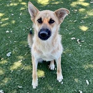 A light brown dog with pointed ears sits on a patch of green grass, looking directly at the camera.