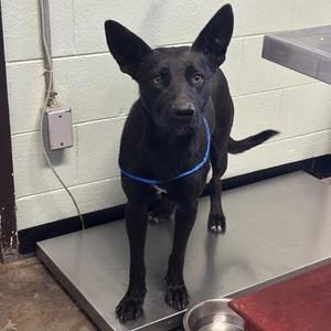Evelyn, Labrador Retriever, young, available for adoption