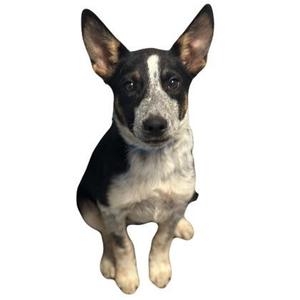 a black and white dog sitting on a white background
