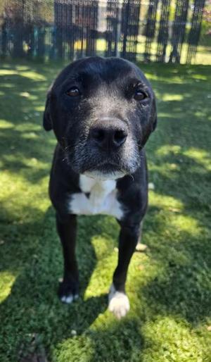 A black and white dog standing in a grassy area with a fence in the background.