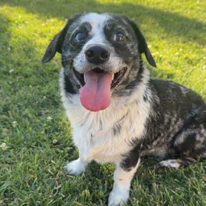 Howdy, Corgi, adult, available for adoption