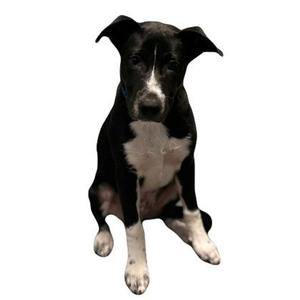 A black and white dog sitting on a white background