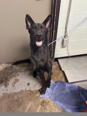 Bishop, Shepherd, young, available for adoption