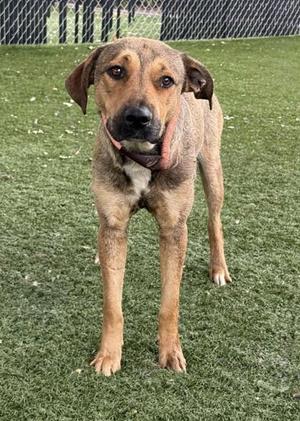 A medium-sized dog with brown and tan fur stands on artificial turf, looking towards the camera.