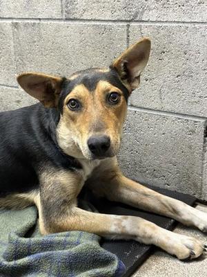 Gilligan, German Shepherd Dog, young, available for adoption