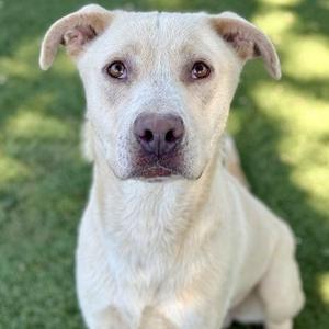 Braxton, Labrador Retriever / Pit Bull Terrier, adult, available for adoption