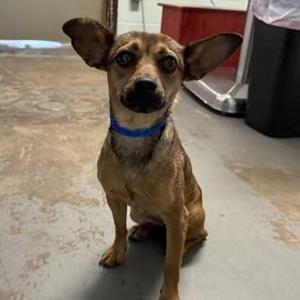 Hazel, Chihuahua, young, available for adoption