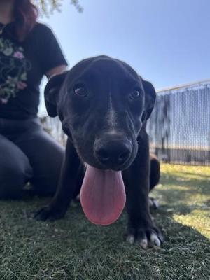 Carson, Labrador Retriever, puppy, available for adoption