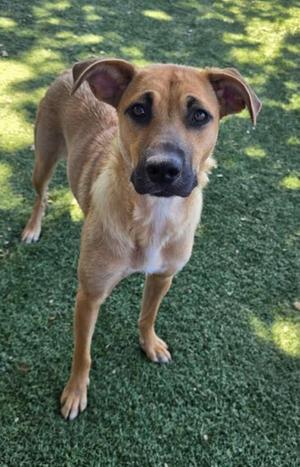A tan-colored dog with a dark muzzle standing on green grass, looking directly at the camera.