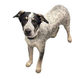 A black and white speckled dog standing on a white background.