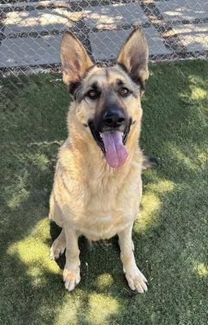 A German Shepherd dog sitting on green grass with its tongue out, looking up at the camera.