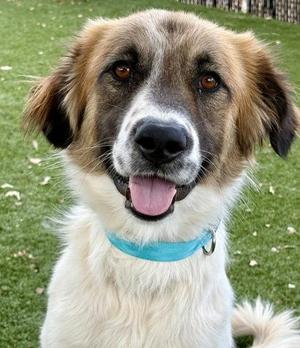 Anton, Great Pyrenees, adult, available for adoption