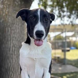 Gretta, Border Collie, young, available for adoption