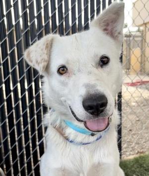 Benedict, Border Collie, young, available for adoption