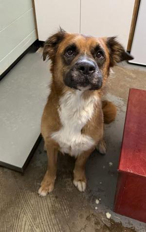 Webster, Australian Shepherd, adult, available for adoption