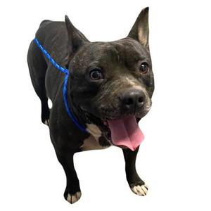 A black dog with a blue harness standing on a white background.
