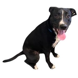 black dog with white markings on its chest and paws, sitting and panting with its tongue out