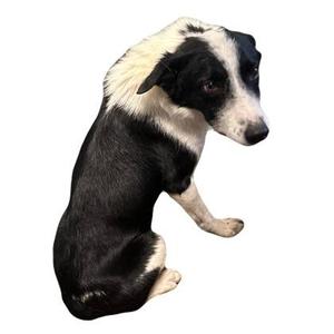 A black and white dog sitting on a white background.