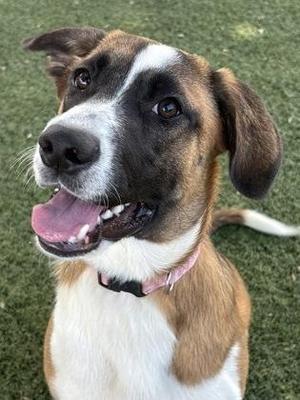 Mallory, Saint Bernard, young, available for adoption