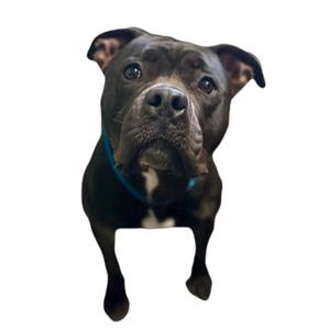 A black dog with a blue collar, looking up with its ears perked up.