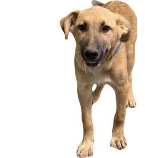 A light brown dog with floppy ears and a blue collar, standing on a white background.