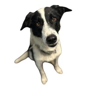 a black and white dog sitting on a white background