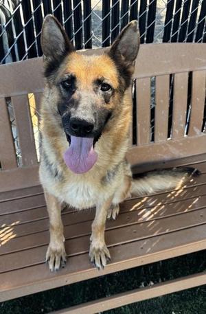 German Shepherd dog sitting on a wooden bench with its tongue out