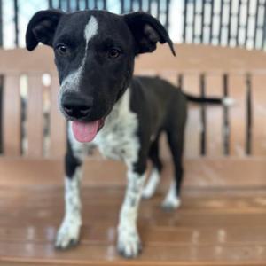 Blake, Catahoula Leopard Dog, young, available for adoption