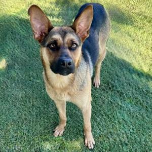 A German Shepherd mix dog stands on a grassy lawn, looking at the camera with large ears perked up.