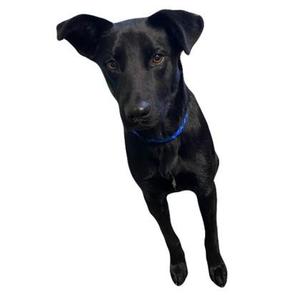 A black dog with a blue collar standing on a white background.