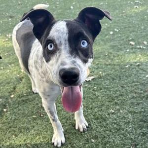 A black and white dog with blue eyes and a pink tongue sticking out, standing on grass.