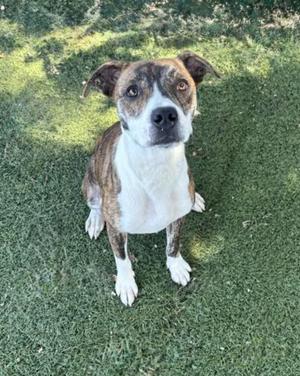A brown and white dog sitting on grass