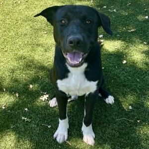 Mick, Pit Bull Terrier, young, available for adoption