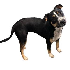 A black and white dog with brown markings on its face and paws, standing on a white background.
